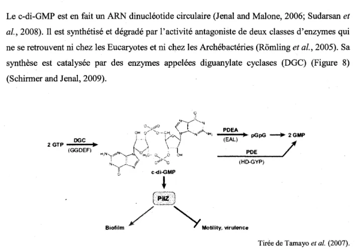 Figure 8 : Representation schematique des diverses enzymes impliquees dans la signalisation  cellulaire par le c-di-GMP