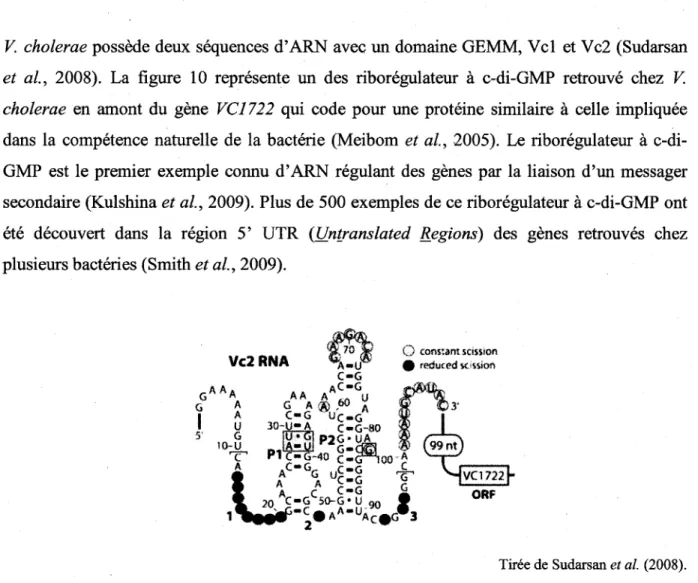 Figure 9 : L'aptamere a c-di-GMP retrouve chez V. cholerae. 