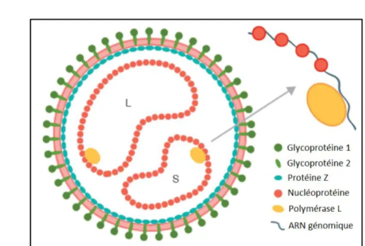 Figure 1 : Structure du virion de LCMV (modifié de Laposova et al. 2013) L’enveloppe du virion  de LCMV est constituée de lipides et de glycoprotéines liées à des protéines Z