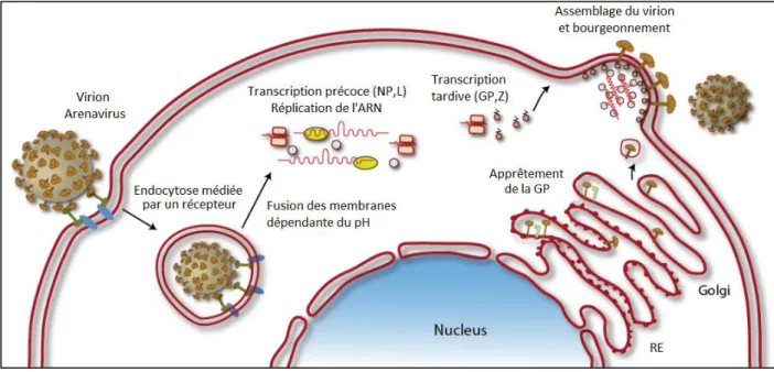 Figure 3 : Cycle de réplication de LCMV (modifié de Burri  et al. 2012) LCMV présente un cycle  de  réplication  protoype de  sa  famille  de  virus