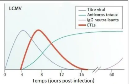 Figure  4 :  Cinétique  d’apparition  des  différents  effecteurs  immunitaires  lors  d’une  infection  par  LCMV  (modifié  d’après  Hangartner  et  al
