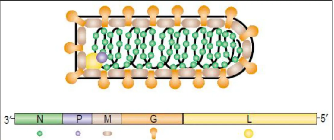 Figure  5 :  Structure  et  génome  du  virion  de  VSV  (Lichty  et  al.  2004)  VSV  est  composé  d’un  génome de 11 kb codant pour 5 protéines disctinctes