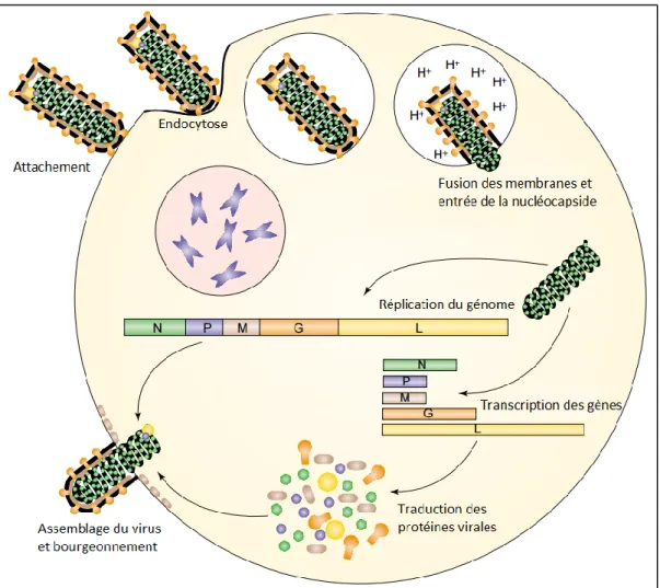 Figure 6 : Cycle de réplication de VSV (d’après Lichty et al. 2004) L’attachement des particules  virales est médié par la glycoprotéine de VSV et est suivi par l’entrée dans la cellule par la voie  endosomale