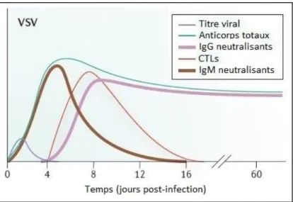 Figure  7 :  Cinétique  d’apparition  des  différents  effecteurs  immunitaires  lors  d’une  infection  par  VSV  (modifié  de  Hangartner  et  al