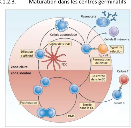 Figure 10 : La maturation d’affinité (modifié de Balthasar et al. 2014) La maturation d’affinité  est  un  processus  long  et  complexe  qui  fait  intervenir  plusieurs  populations  cellulaires  différentes