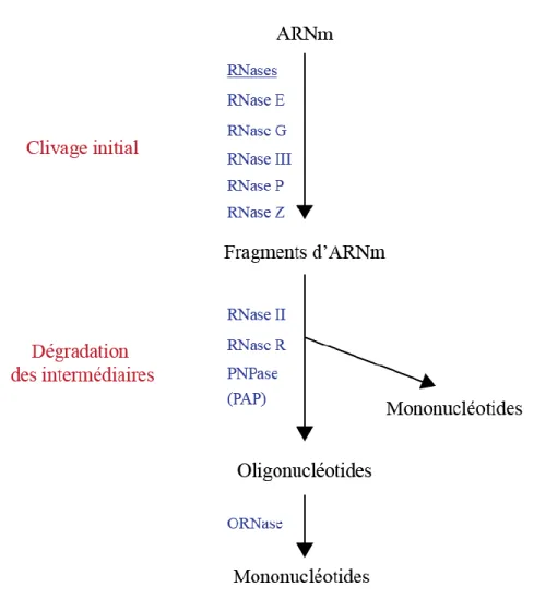 Figure 3 .  La  dégradation  des  ARNm  chez E.  coli.  Elle peut être  induite par plusieurs endoribonucléases  qui produisent des fragments intermédiaires qui vont être pris en charge par des exoribonucléases