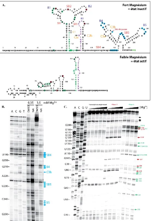 Figure 13 .  Cartographie  de  la  structure  du  riborégulateur  mgtA  chez  E. coli