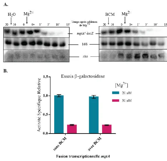 Figure 17 .  La  protéine  Rho  n’est  pas  impliquée  dans  le  mécanisme  de  régulation  A)  Immunobuvardage  de  type  northern  réalisé  avec  des  ARN  extraits  de  la  souche  contenant  la  fusion  transcriptionnelle mgtA