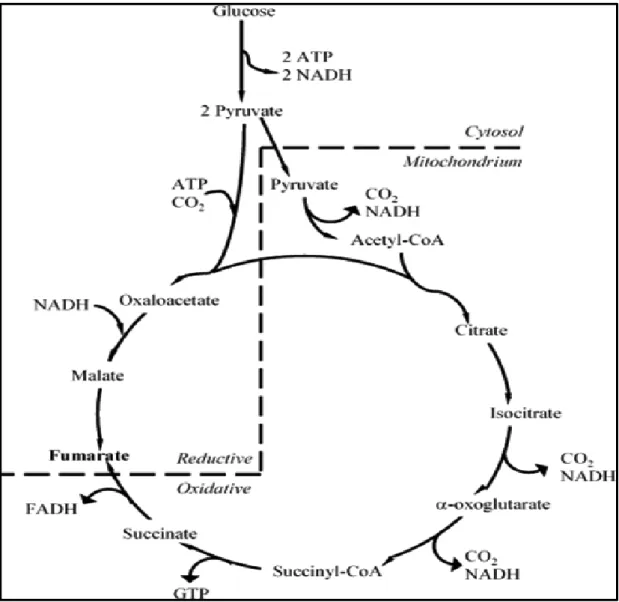 Figure  2.1.4:  Reductive  carboxylation  pathway  of  fumaric  acid  biosynthesis  (adapted  from  Roa Engel et al., 2008)