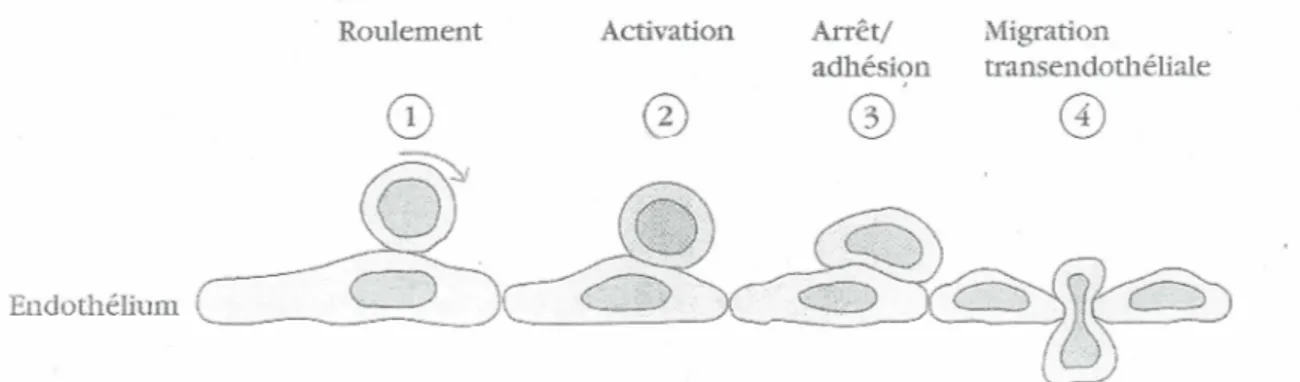 Figure  7.  Les  quatre  étapes  de  la  migration  du  neutrophile  du  vaisseau  sanguin vers les tissus  (Goldsby et  al.,  2001)