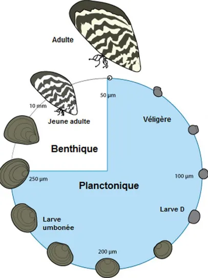 Figure 1. 2 : Schéma du cycle de vie de la moule zébrée, Dreissena polymorpha.