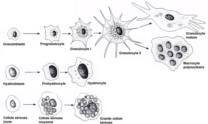 Figure 1.  10 :  Modèle général d’ontogenèse chez les mollusques bivalves proposé par  Cheng (1981)