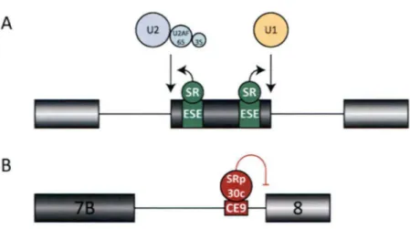 Figure  S - Mécanismes d'action  des  protéines SR. A.  Les  protéi nes  SR  peuvent  se  lier  à  des  éléments dans  les  exons  et  augmenter  l'inclusion  d' un  exon