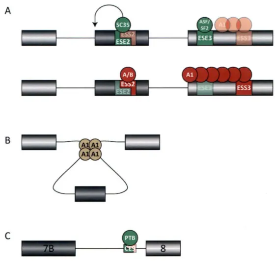 Figure 6 - Mécanismes d'action  des protéines hnRNPs.  A. Dans  l'exon  2 du gène  tat  de  HIV-1, la  liaison de hnRNP  Al  à  l' ESS2  empêche  la  liaison  de  SC35, entraînant l'exclusion  de  cet  exon