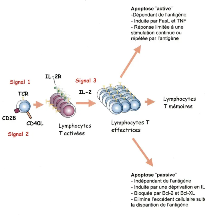 Figure  2:  Régulation  de  l'homéostasie  des  lymphocytes  T  matures  par  apoptose 