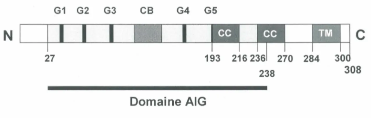 Figure 5 : Structure de mGIMAP5 