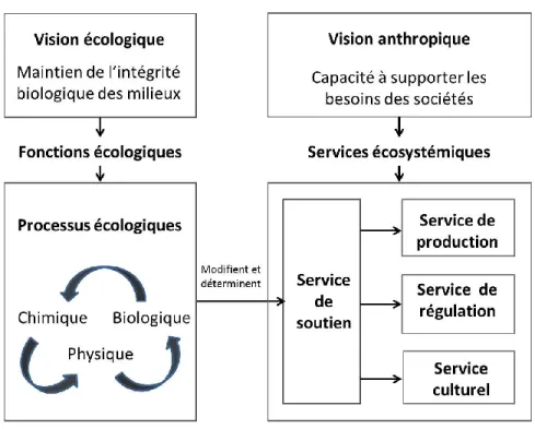 Figure 2.1 : Relations existantes entre les fonctions écologiques relatives aux milieux humides et les  services écosystémiques associés (adapté de MEA, 2005 et de Groot et al., 2007) 