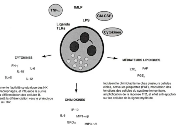 Figure  1.1.  Aperçu  des  médiateurs  inflammatoires  sécrétés  par  les  neutrophiles