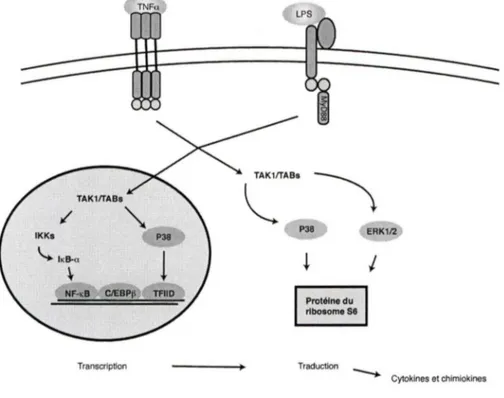 Figure  1.2  Voies  de  signalisation  menant  à  la génération de cytokines  chez les neutrophiles humains