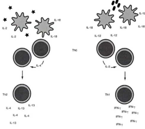 Figure  1.5  l'IL-18 module de deux manières la réponse immune. 