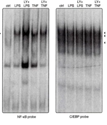 Figure S2. Impact of Pl3K on NF-JCB  A 