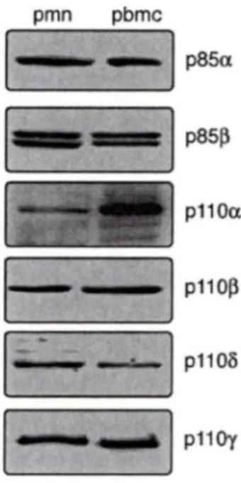 Figure S3. E.xpression of Pl3K isofonns in human neutrophils and autologous PBMC  Re  ting neutrophi l  (&#34;pmn&#34;, 2 x 106/lane) or autologous PBMC  (1  Q6/(ane) were processed  immunoblot analy  is of their various PI3K  isoforms