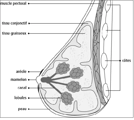 Figure 1.4   Structure de la glande mammaire. Schématisation de toutes les composantes du sein, ainsi que de  la peau, le muscle pectoral et les côtes