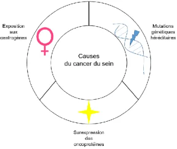 Figure 1.7   Causes du cancer du sein.  Schématisation des 3 principales causes du développement du cancer  du sein qui comprend des facteurs environnementaux et génétiques