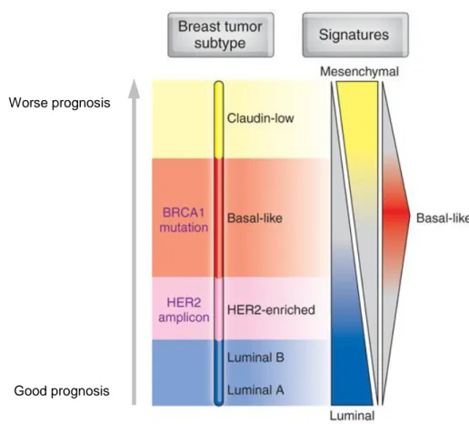 Figure 1.9   Classification des sous-types d’expression génique du cancer du sein. Association du pronostic,  de mutations, d’amplifications géniques, ainsi que d’une signature spécifique à chacun des sous-types du cancer  du sein