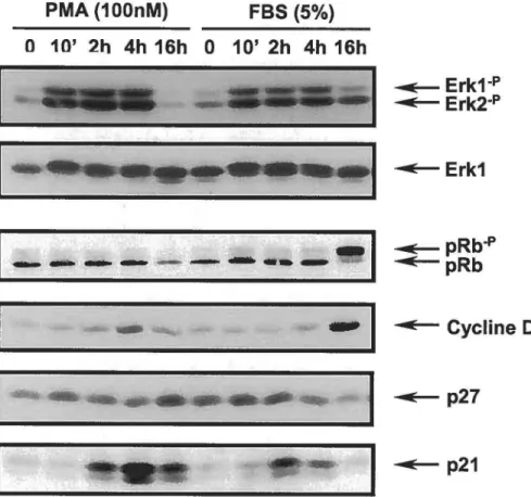 FIGURE 1. Effets du PMA et du FBS sur l'activité des ERK1/2 et sur la  progression de la phase G1  du cycle cellulaire 