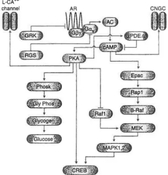 FIGURE 7. LA CASCADE AMPc/PKA  Tiré de Vaudry et al., 2002.  Pour détails, voir texte