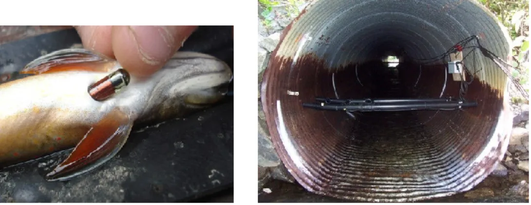 Figure 4 : Marquage d’un omble de fontaine avec un transpondeur passif 23 mm (à gauche)  Figure 5: Antenne PIT-tag installée dans un ponceau (à droite) 