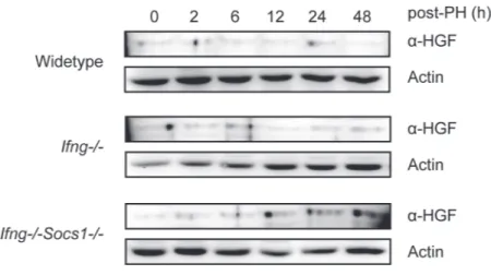 Figure 3.1-3: HGF expression after partial hepatectomy is not increased in Socs1 deficient mice