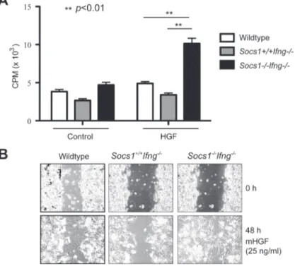 Figure 3.1-5: Primary hepatocytes lacking SOCS1 show increased HGF-induced proliferation and  cell migration