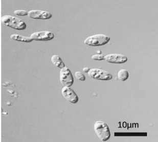 Figure 1 : Photographie de microorganismes oléagineux/Trichosporon O. 
