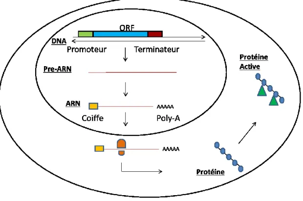 Figure 1: Schématisation simplifiée des grandes étapes de l’expression génique   De  l’ADN,  la  cellule  synthétisera  des  pré-ARNm  qui  subiront  plusieurs  étapes  de  maturation