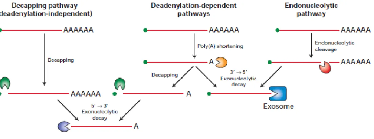 Figure 2 : Les différentes voies de dégradation des ARNm eucaryotes   La voie la plus utilisée pour dégrader les ARNm est la voie dépendante de la  déadénylation  de  la  queue  poly-A