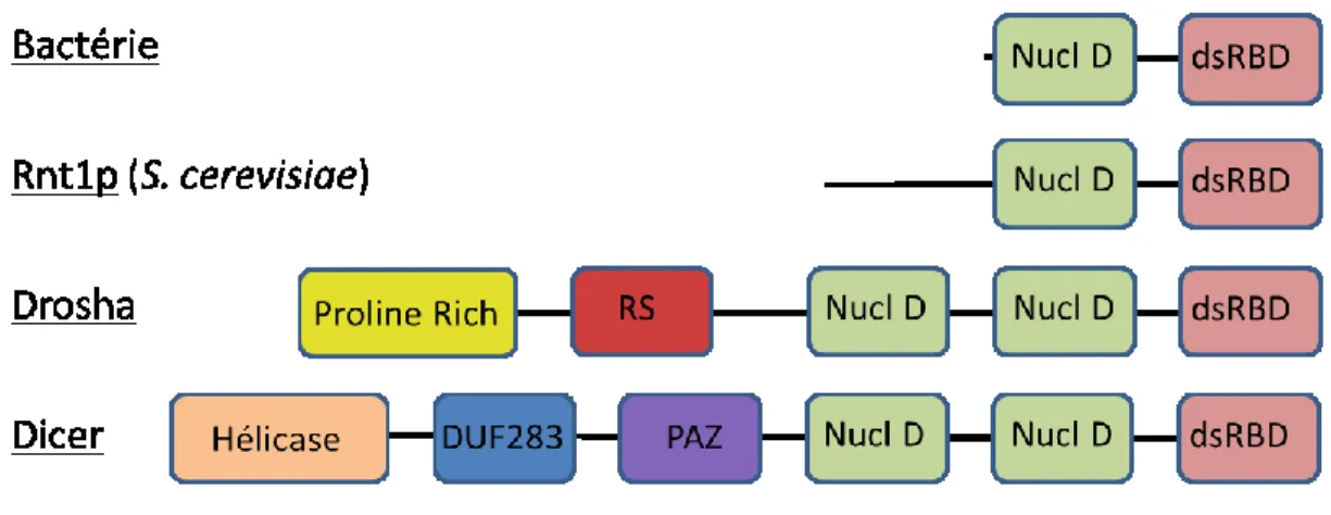 Figure 3 : Groupements fonctionnels de la famille des RNase III 