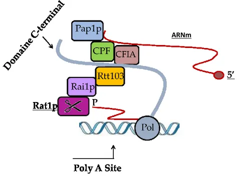 Figure 5: Le recrutement cotranscriptionnel de Rat1p induit le décrochage  de l’ARN polymérase après le clivage