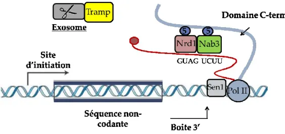 Figure  6 :  Le  recrutement  des    facteurs  de  terminaison  de  la  voie  Sen1- Sen1-Nrd1 se fait aussi de manière cotranscriptionnelle