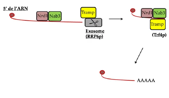 Figure 7 : La dégradation par l’exosome dans la voie Nab3-Sen1 