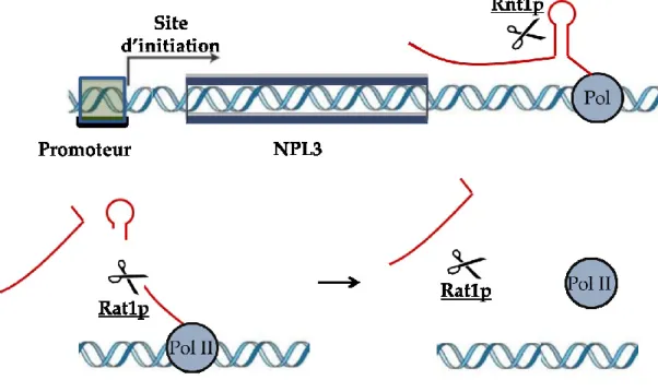Figure 8 : Mécanisme de terminaison Rnt1p-Rat1p dépendant 