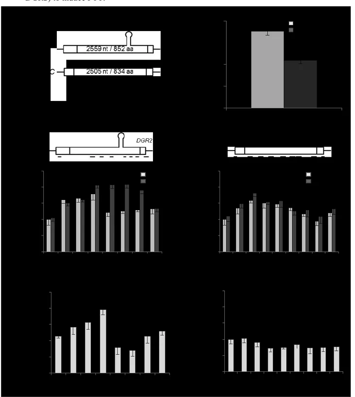 Figure  2.  Rnt1p  associates  with  chromatin  of  certain  genes  to  induce  premature transcription termination and reduces RNA abundance  