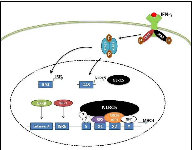 Figure 1.1: IFN upregulates NLRC5 expression to activate MHC-I gene expression. Upon  IFN stimulation, STAT1 becomes activated and translocates to the nucleus where it binds  the  GAS  elements  in  the  NLRC5  promoter  to  activate  its  expression