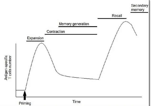 Figure 1.5: Antigen-specific expansion of CD8+ T cells during an acute immune response