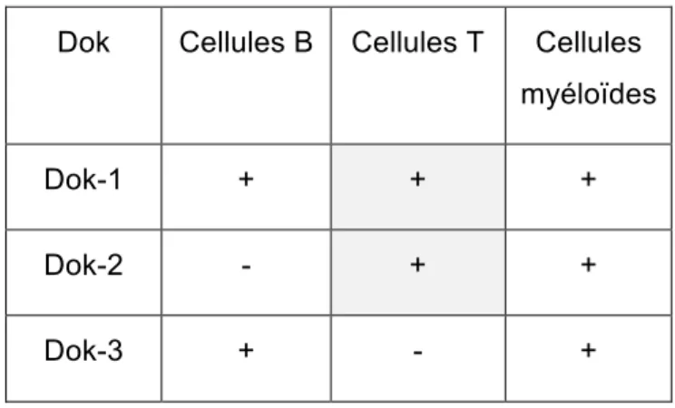 Tableau A: Expression de Dok-1/2/3 dans les cellules hématopoïétiques 