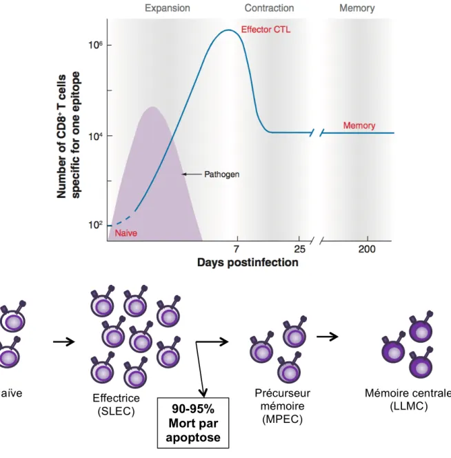 Figure H: Représentation schématique de la cinétique d’une réponse T CD8 spécifique lors d’une infection  virale aiguë