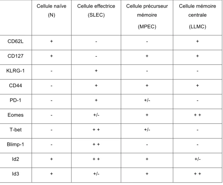 Tableau  B:  Expression  des  différents  marqueurs  à  la  surface  cellulaire  et  facteurs  de  transcription  jouant  un  rôle  dans  la  réponse T CD8 spécifique à un virus selon le niveau de différenciation cellulaire 