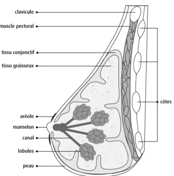 Figure 1.2. Schéma représentant l’anatomie du sein. Vue latérale démontrant la localisation et  la composition de la glande mammaire humaine