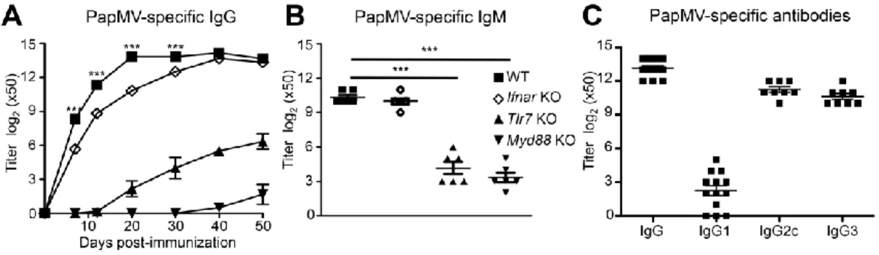 Figure 2. TLR7 and MYD88 are important for the humoral response generated following PapMV nanoparticle  immunization